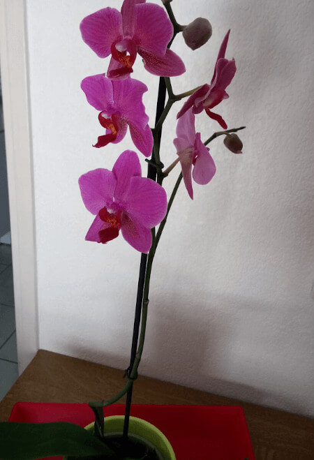 visite mystère chez un fleuriste