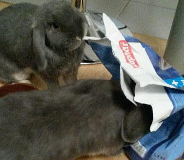 visite mystère en animalerie